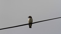 White-fronted Wood Swallow, Cairns, November 2013