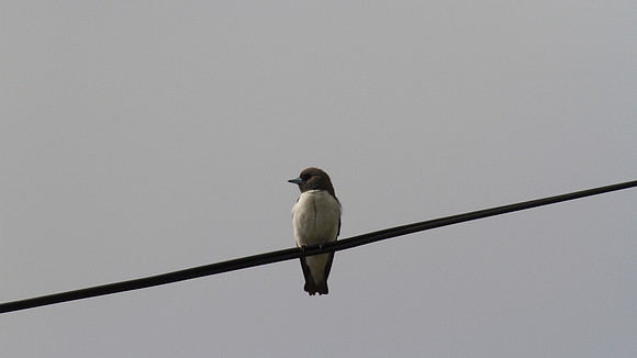 White-fronted Wood Swallow, Cairns, November 2013