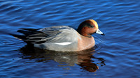 Wigeon, Lossiemouth, Feb 2015