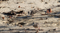 Peaceful Dove