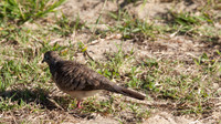 Peaceful Dove, Cairns, November 2013