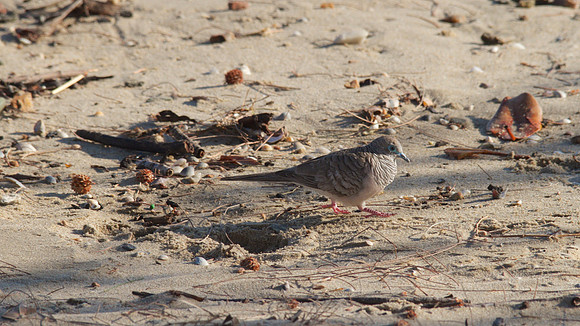 Peaceful Dove, Cairns, November 2013