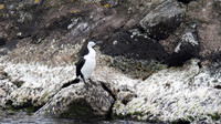 Pied Cormorant