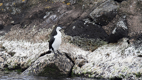 Pied Cormorant