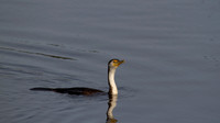 Pied Cormorant, Perth, November 2013