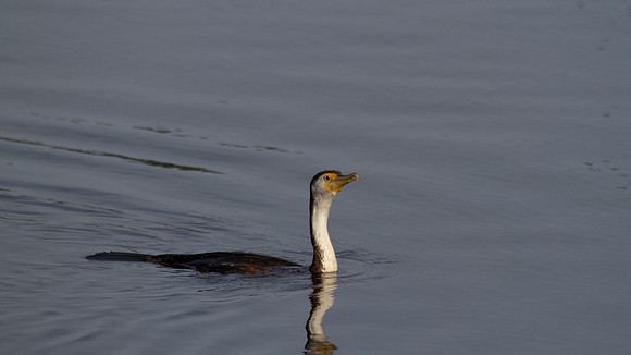 Pied Cormorant, Perth, November 2013