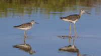 Greater Yellowlegs and Lesser Yellowlegs, Palm Beach, Aruba, November 2015