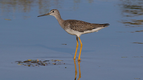 Greater Yellowlegs, Palm Beach, Aruba, November 2015