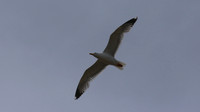 Yellow-legged Gull, Kensington Cliff, Cyprus, May 2016