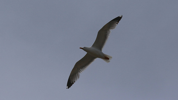 Yellow-legged Gull, Kensington Cliff, Cyprus, May 2016