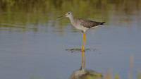 Greater Yellowlegs, Palm Beach, Aruba, November 2015
