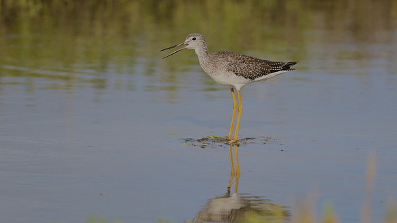 Greater Yellowlegs, Palm Beach, Aruba, November 2015