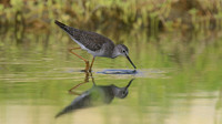 Greater Yellowlegs, Palm Beach, Aruba, November 2015