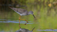 Greater Yellowlegs, Palm Beach, Aruba, November 2015