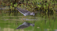 Greater Yellowlegs, Palm Beach, Aruba, November 2015
