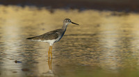 Greater Yellowlegs, Palm Beach, Aruba, November 2015