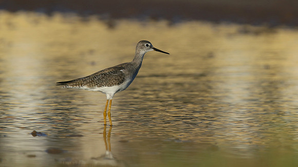 Greater Yellowlegs, Palm Beach, Aruba, November 2015