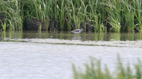 Greater Yellowlegs