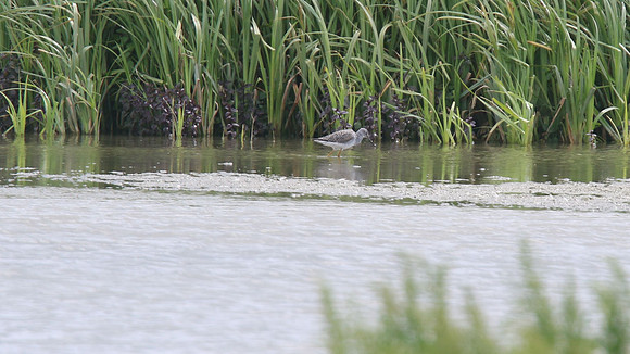 Greater Yellowlegs, Titchfield Haven, June 2015