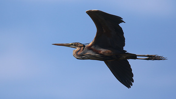 Purple Heron, Limassol, April 2016