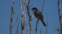 Sardinian Warbler Tomb of the Kings, Paphos 2014