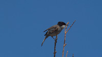 Sardinian Warbler Tomb of the Kings, Paphos 2014