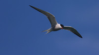 Common Tern