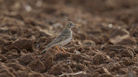 Greater Short-toed Lark, Larnaca, April 2016