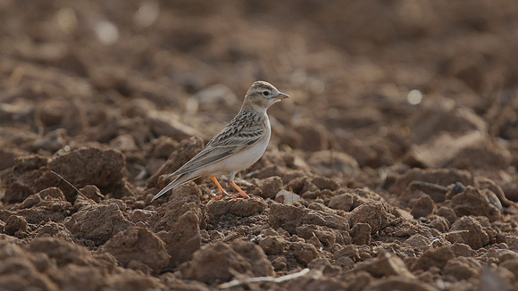 Greater Short-toed Lark, Larnaca, April 2016
