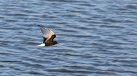 White-winged Tern, Oroklini, Cyprus, April 2016