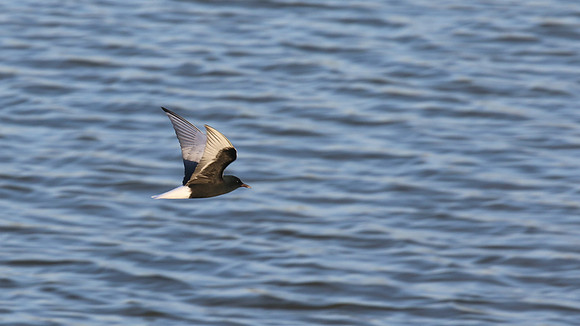 White-winged Tern, Oroklini, Cyprus, April 2016
