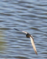 White-winged Tern, Oroklini, Cyprus, April 2016