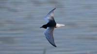 White-winged Tern
