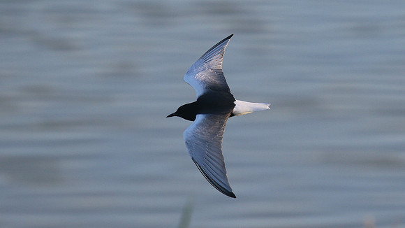 White-winged Tern, Oroklini, Cyprus, April 2016