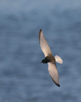 White-winged Tern, Oroklini, Cyprus, April 2016