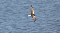 White-winged Tern, Oroklini, Cyprus, April 2016