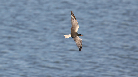 White-winged Tern, Oroklini, Cyprus, April 2016