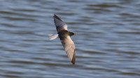 White-winged Tern, Oroklini, Cyprus, April 2016