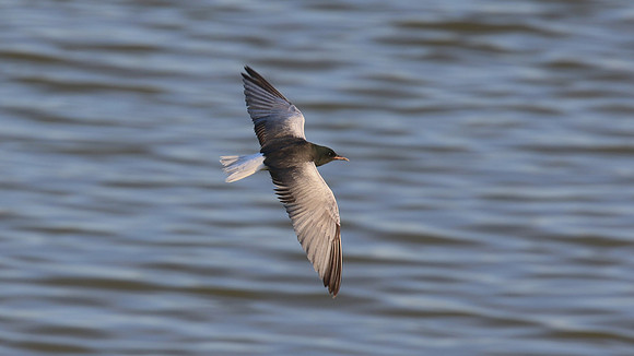 White-winged Tern, Oroklini, Cyprus, April 2016