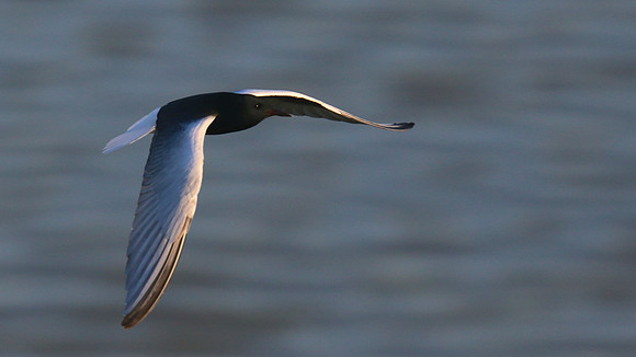 White-winged Tern, Oroklini, Cyprus, April 2016