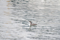 Yellow-billed Diver