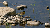 Yellow Wagtail