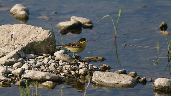 Yellow Wagtail, Agia Varvara, Cyprus, April 2016