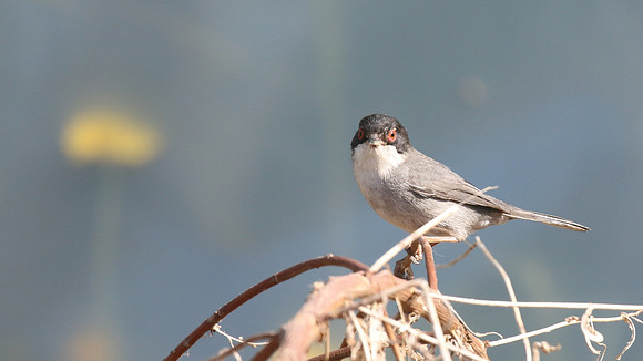 Sardinian Warbler, Mandaria, Cyprus, May 2016