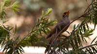 Yellow-throated Miner, Ayres Rock Resort, November 2013