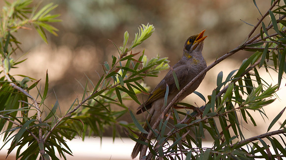 Yellow-throated Miner, Ayres Rock Resort, November 2013