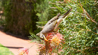 Yellow-throated Miner, Ayres Rock Resort, November 2013