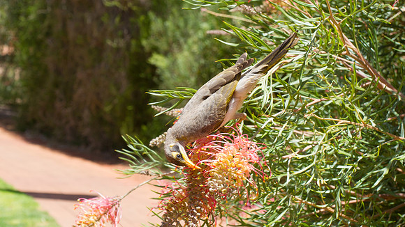 Yellow-throated Miner, Ayres Rock Resort, November 2013