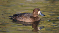 Greater Scaup, Slimbridge, November 2015