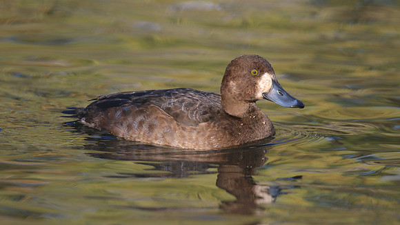 Greater Scaup, Slimbridge, November 2015